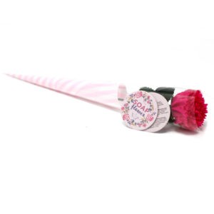 Seifenblume – kleine Carnation